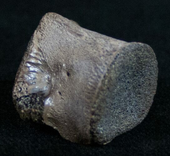 Champsosaurus Vertebrae (Cretaceous Reptile) #10580